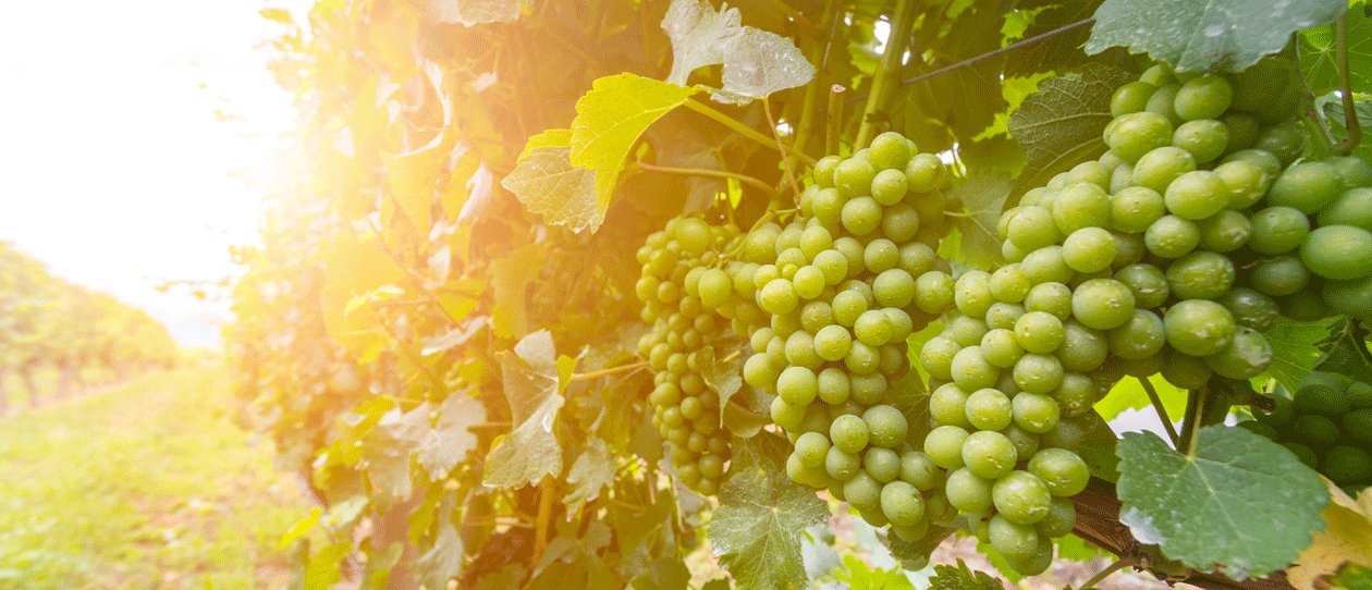 grapeseedwebmain_1260x542.gif