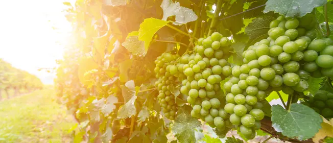 grapeseedwebmain_1260x542.gif