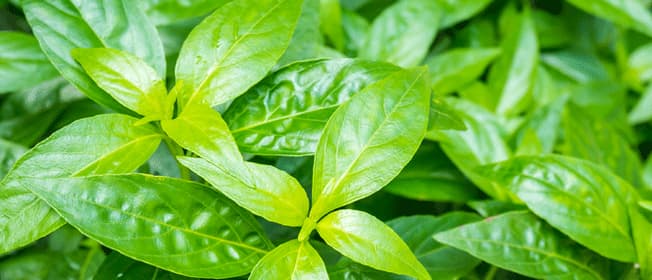 andrographis-complementary-medicine-ingredient-blackmores-institute-663x285.gif