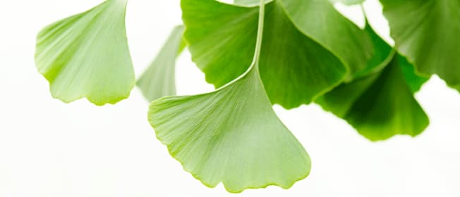 ginkgo-complementary-medicine-ingredient-blackmores-institute-663x285.gif