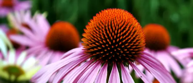 echinacea-immune-health-its-important-role-practice-1260x542.jpg