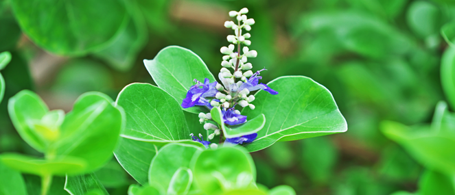 vitex-complementary-medicine-ingredient-blackmores-institute-663x285.png