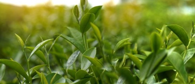 bi_l-theanine-header-663x285.jpg