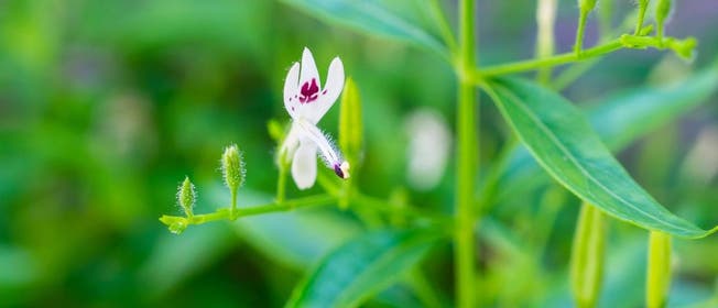 Andrographis 1260 542 px.jpg