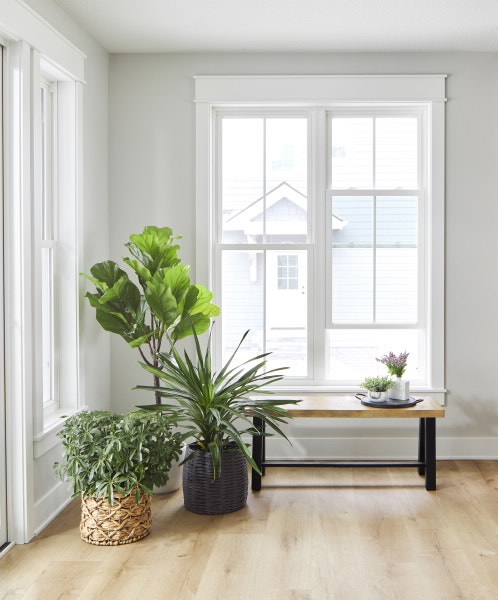 Pella windows sunlight for plants