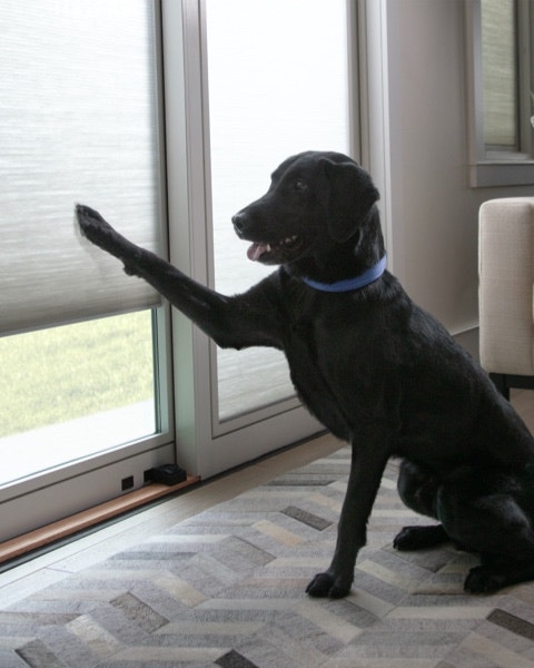a dog places his paw on a sliding door with between-the-glass blinds