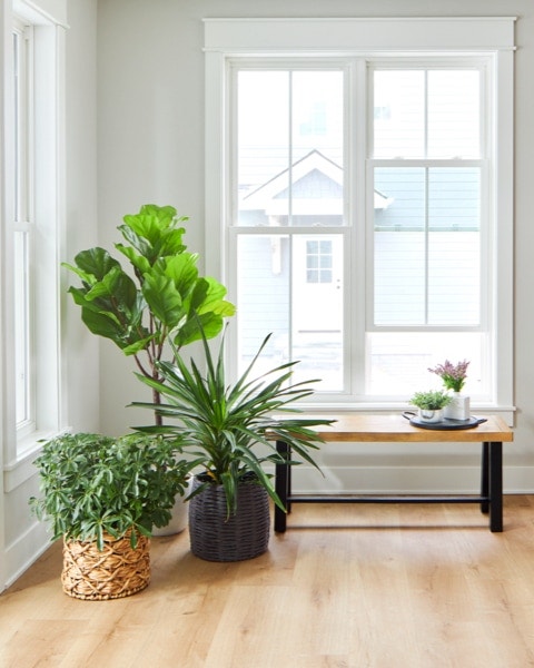 beautiful room with plants on a window shelf