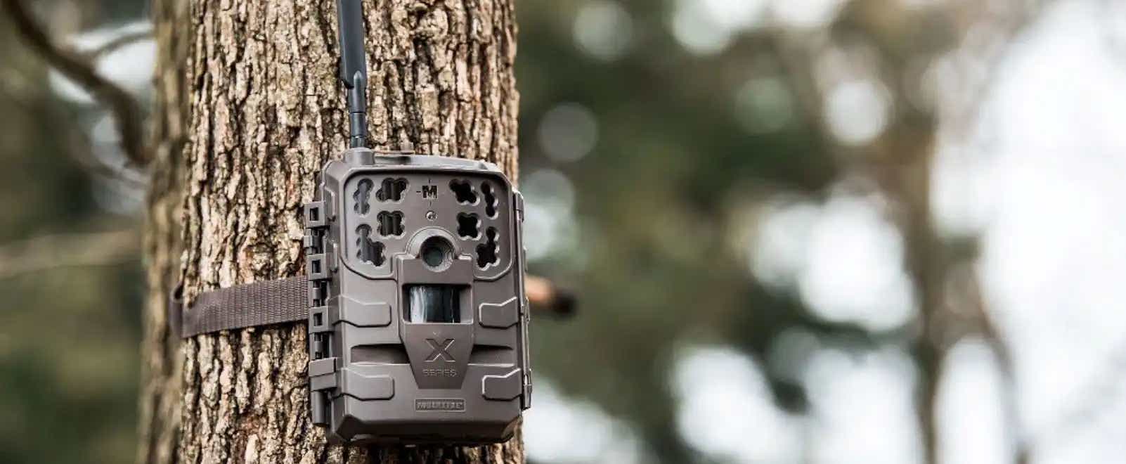 Trail camera mounted to tree