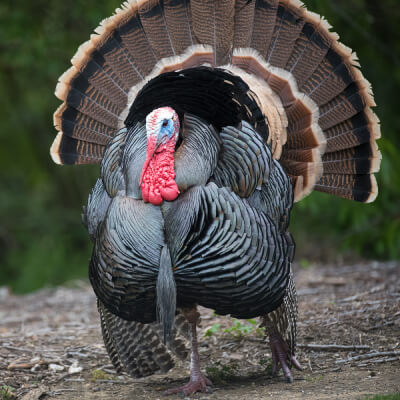 A turkey struts toward the camera in a forested field