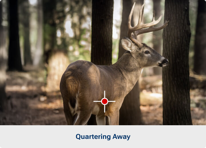 Where to Shoot a Deer: Shot Placements from Any Angle | Academy