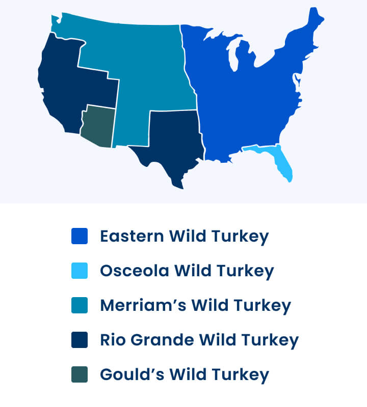 13 Turkey Hunting Tips How To Turkey Hunt Like a Pro Academy