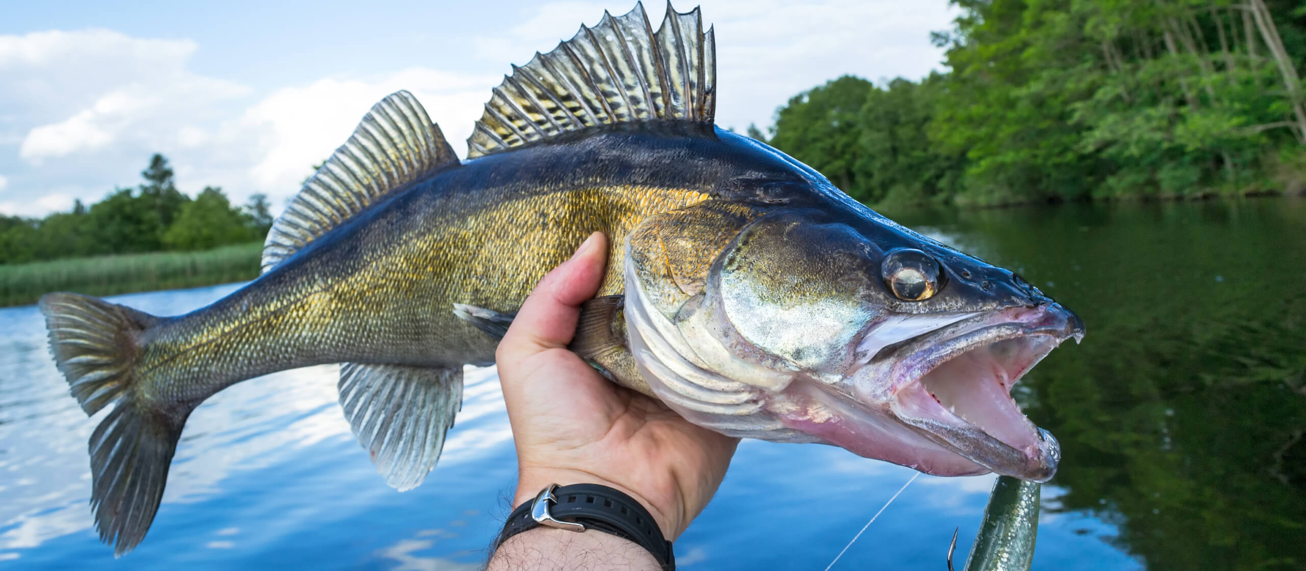 Best Walleye Lures & Baits To Catch More Year-Round