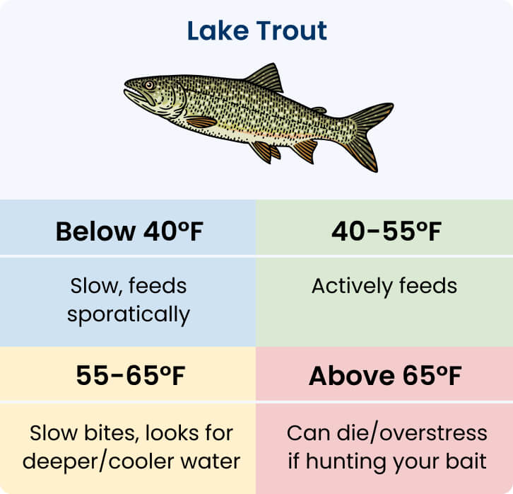 Best Lake Trout Baits & Lures to Catch Your Next Slab Academy