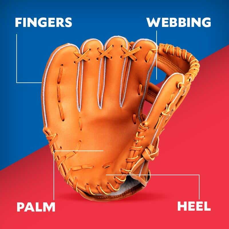 Anatomy of a Softball Glove