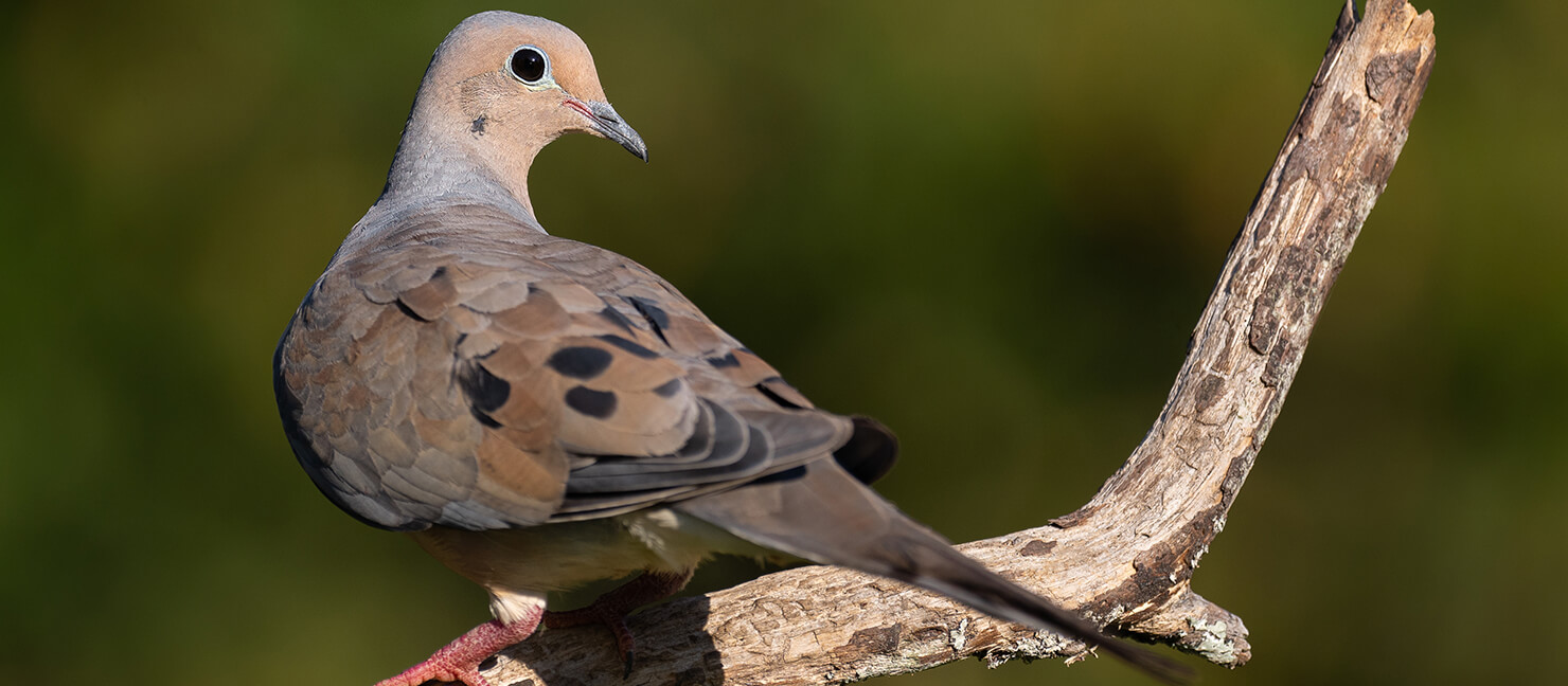 dove-hunting-tips-how-to-find-attract-shoot-doves-academy