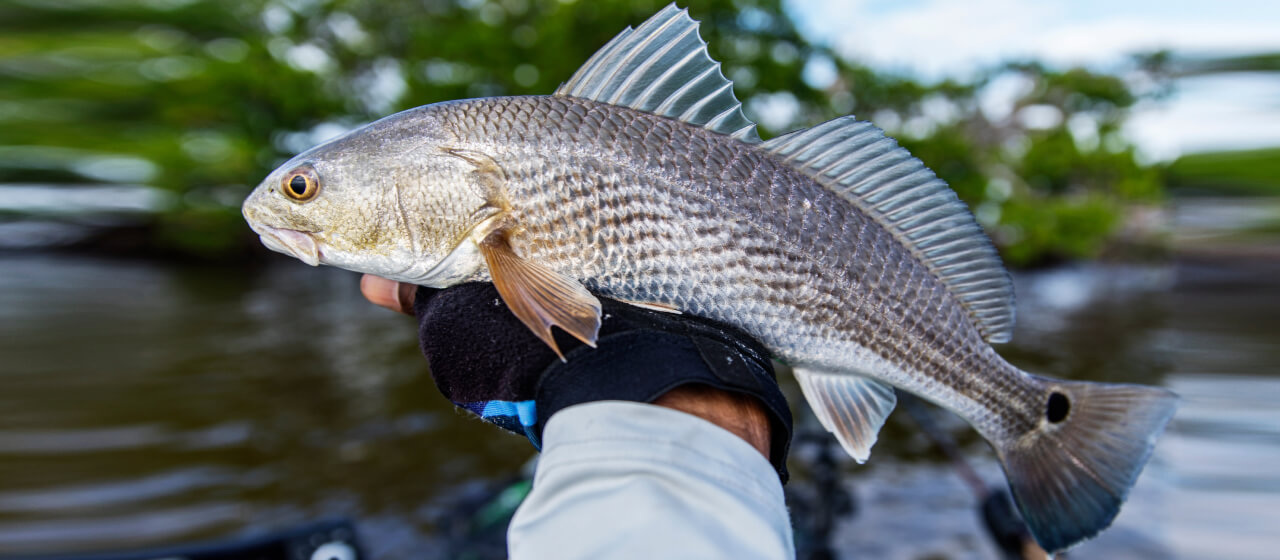 Best Redfish Lures & Baits for Your Next Red Drum Trip