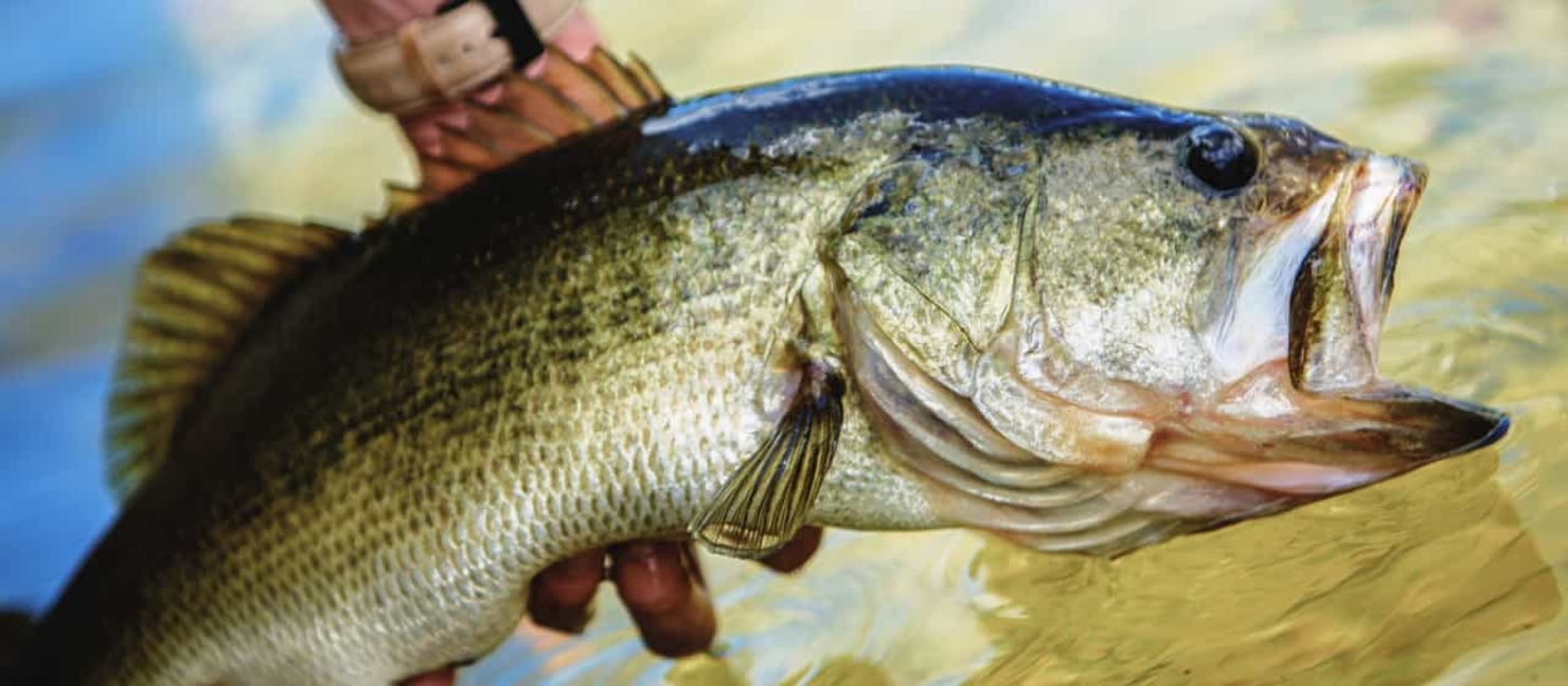 Best Bass Lures & Baits To Catch Hawgs in Every Season Academy