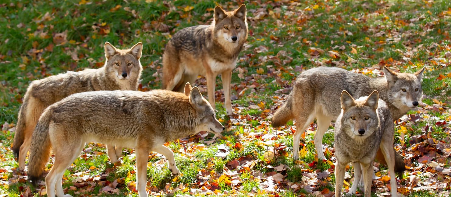 Coyote Hunting Tips How to Hunt Coyotes Academy