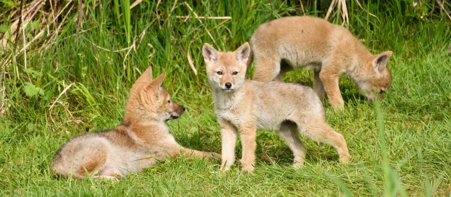 Coyote Hunting Tips: How to Hunt Coyotes | Academy