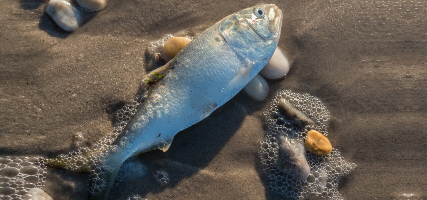 Best Redfish Lures & Baits for Your Next Red Drum Trip Academy