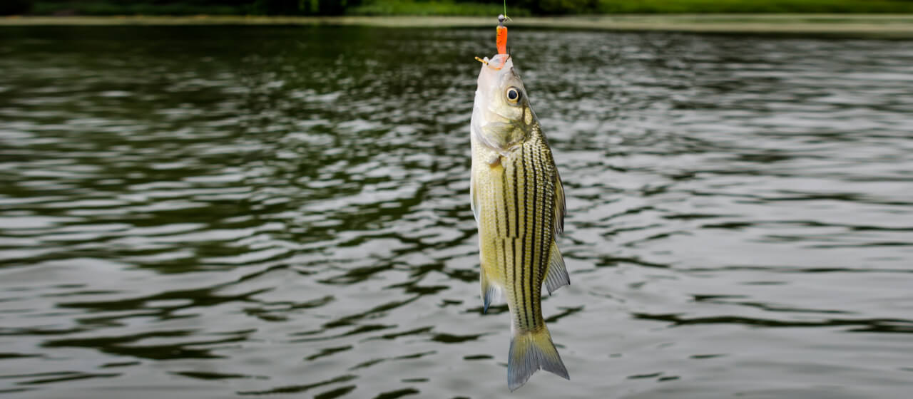 Best Striped Bass Baits & Lures for Saltwater & Freshwater | Academy