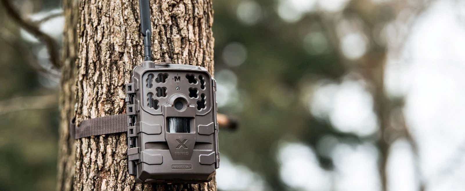 Trail camera positioned on a tree