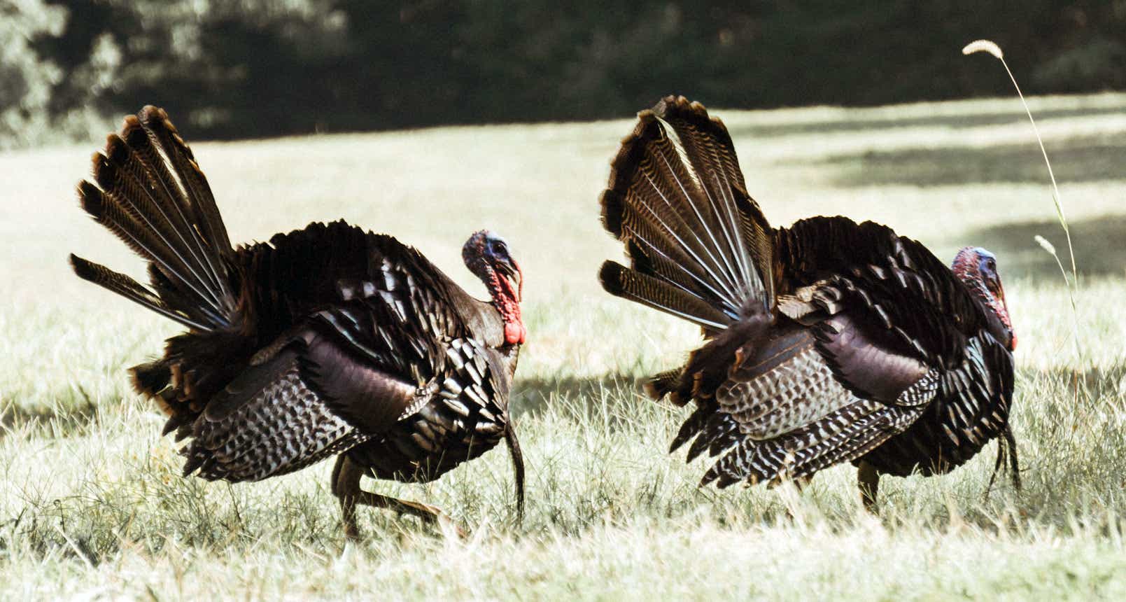 Wid-Turkey-Hunting
