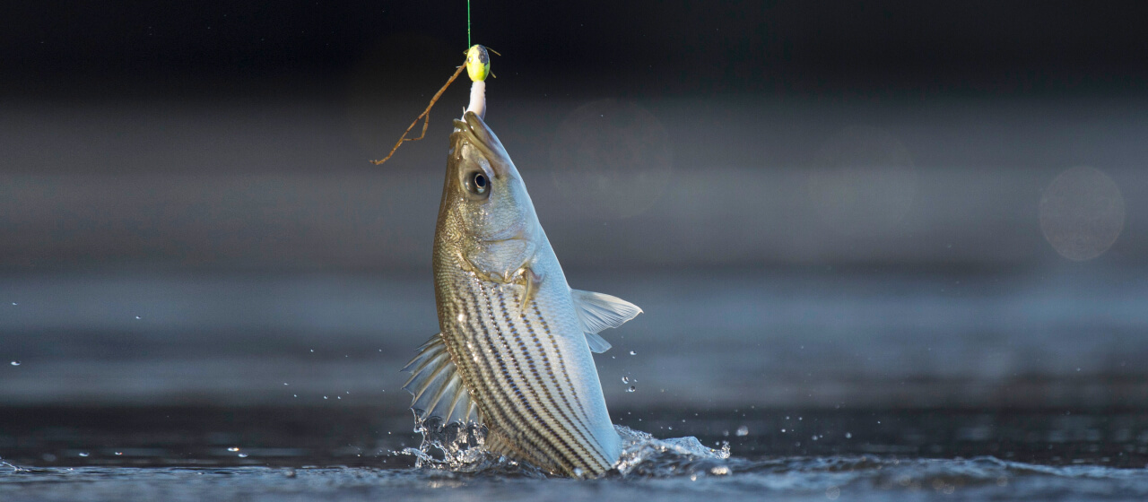 Best Striped Bass Baits & Lures for Saltwater & Freshwater