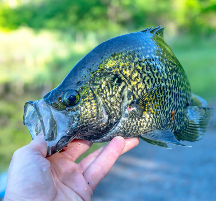 Best Crappie Baits & Lures to Catch Your Next Slab Academy