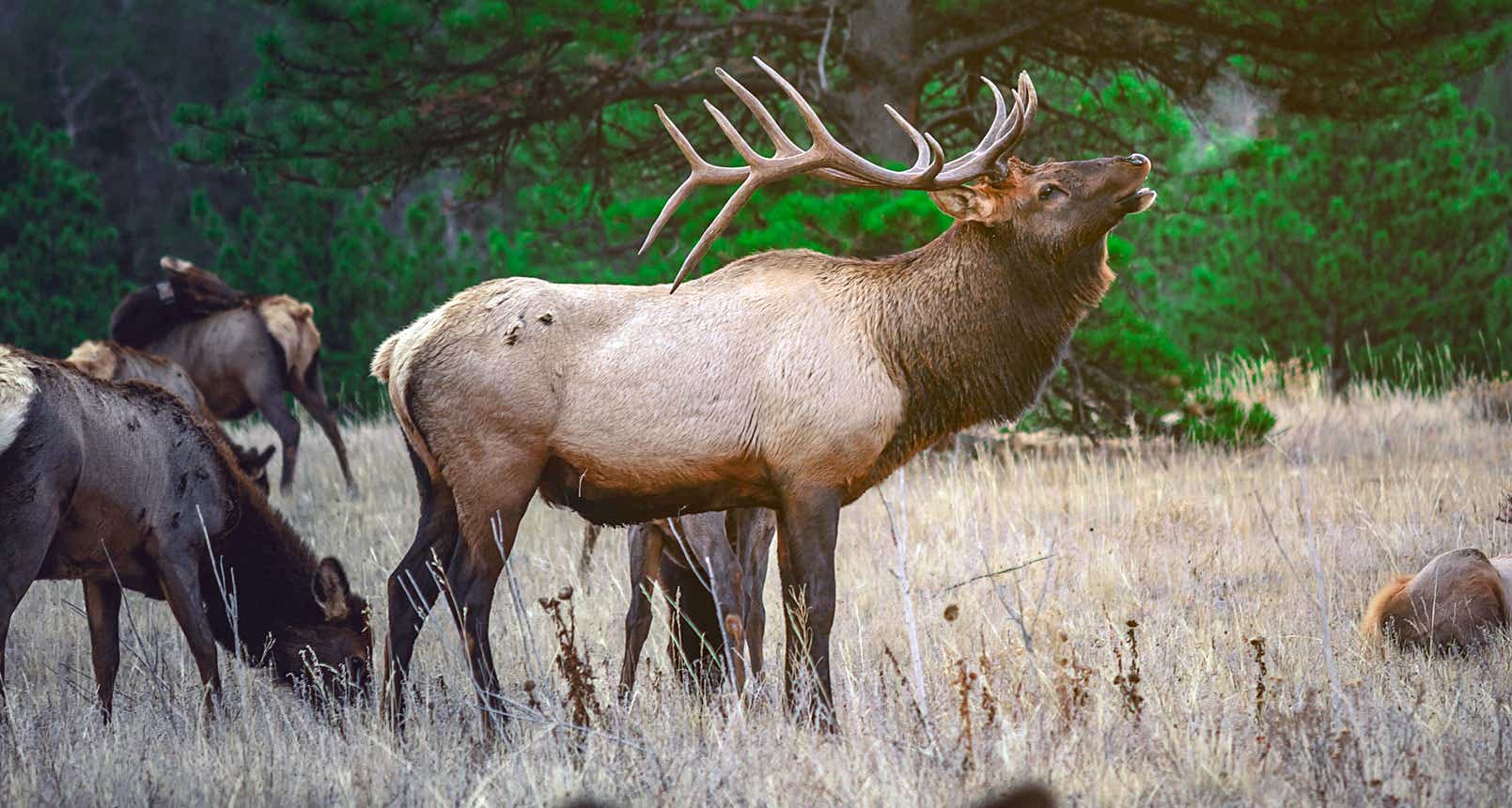 Elk-Hunting