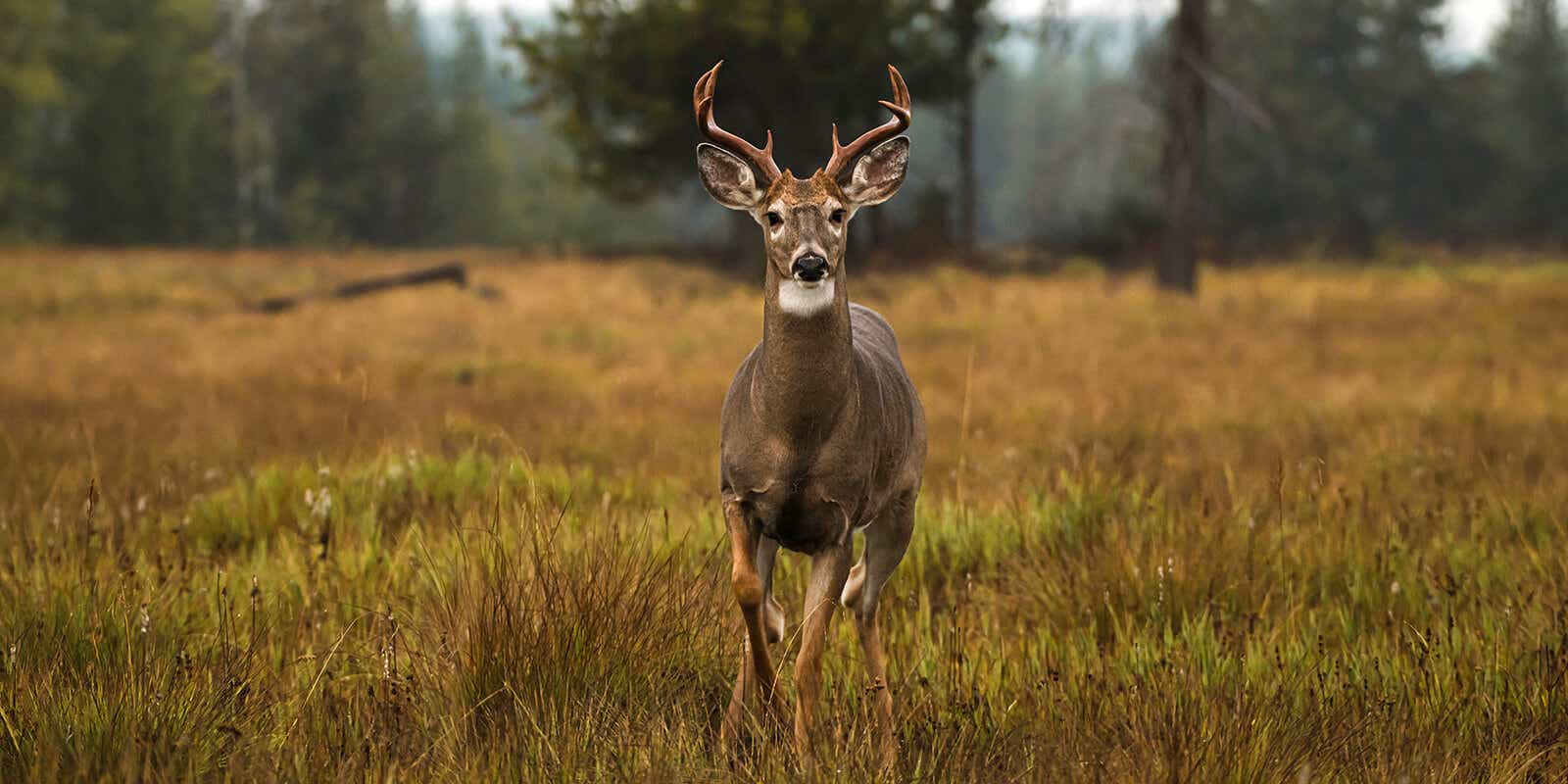 Best Caliber for Deer Hunting Guide | Academy