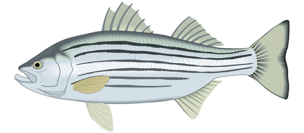 Best Striped Bass Baits & Lures for Saltwater & Freshwater Academy