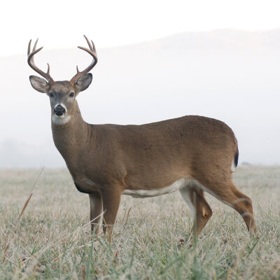 A deer stands in a foggy field during the day