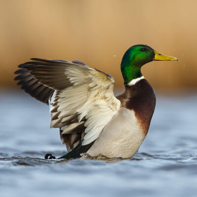 A mallard duck flaps its wings as it swims in a pond
