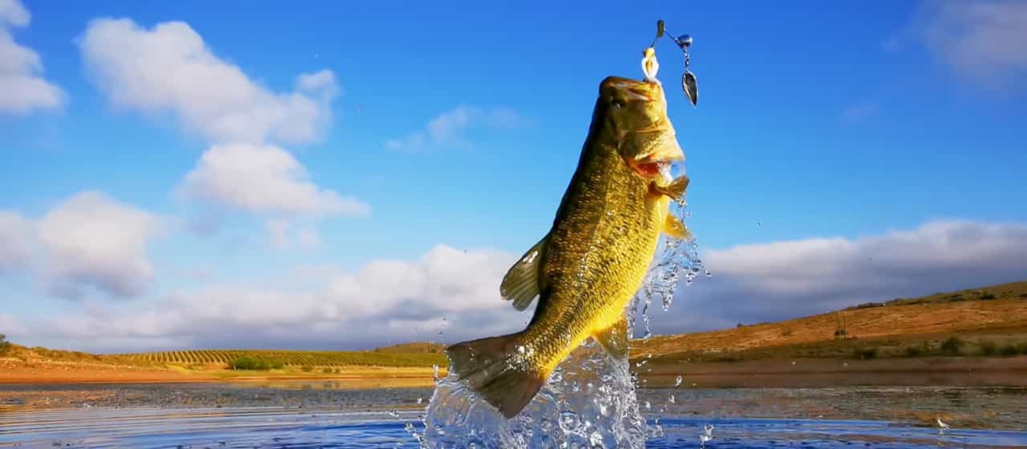 Best Bass Lures & Baits To Catch Hawgs in Every Season Academy