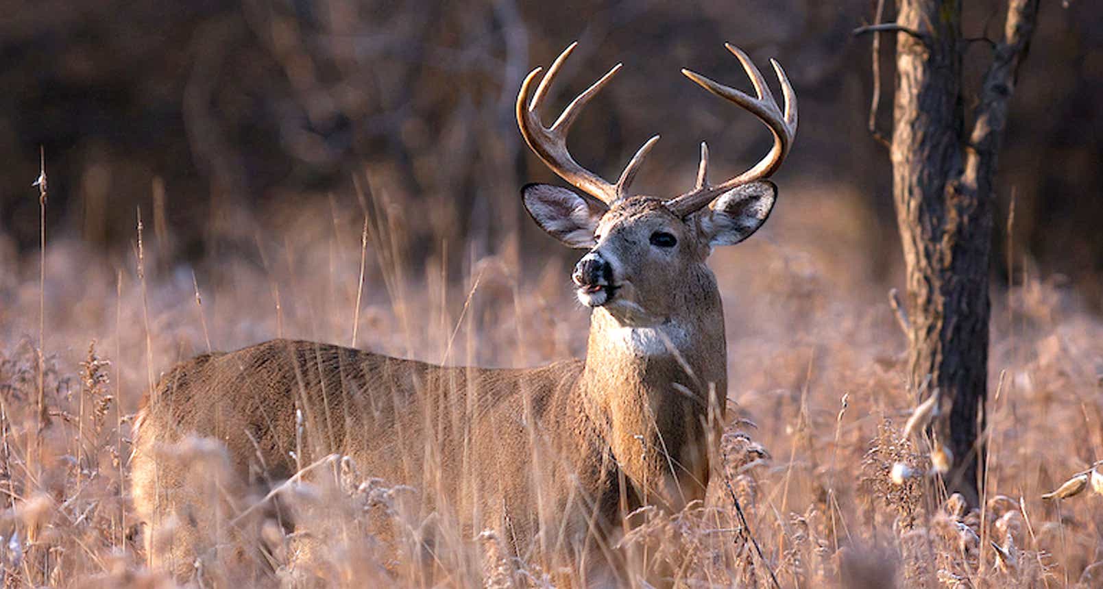 Deer-Hunting-Outdoors