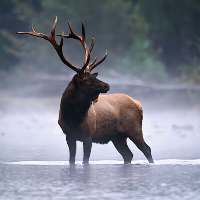 An elk looks over its shoulder as it stands in a river on a foggy day