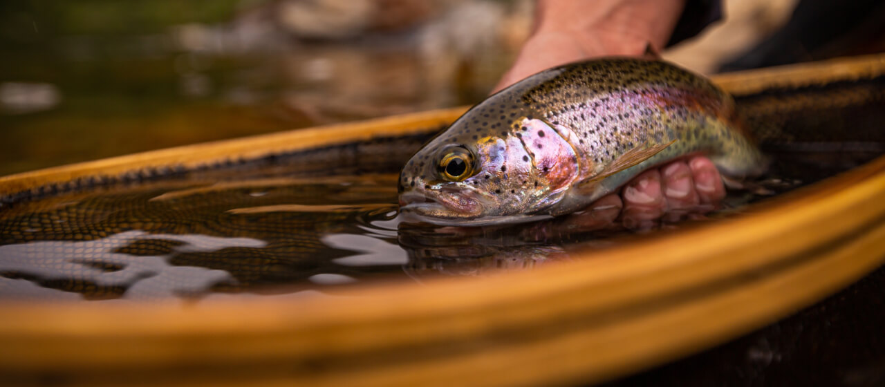 Best Rainbow Trout Baits & Lures To Catch Like a Pro Academy