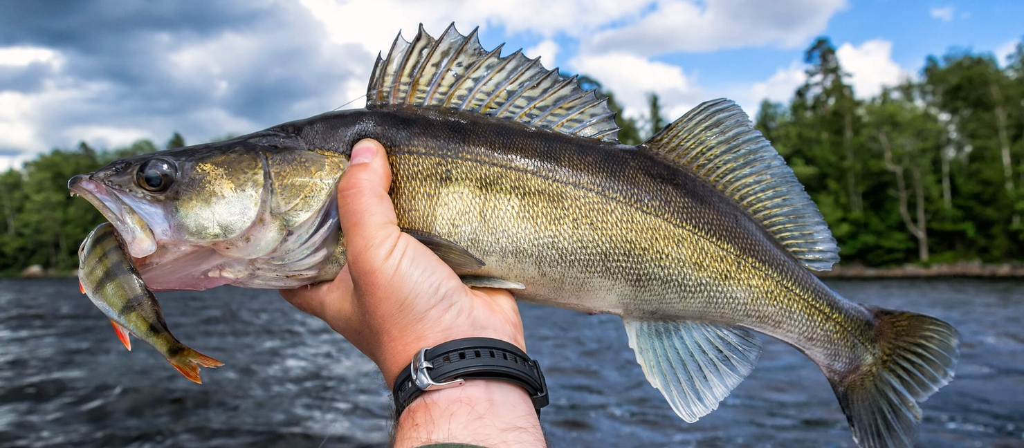 Best Walleye Lures & Baits To Catch More YearRound Academy