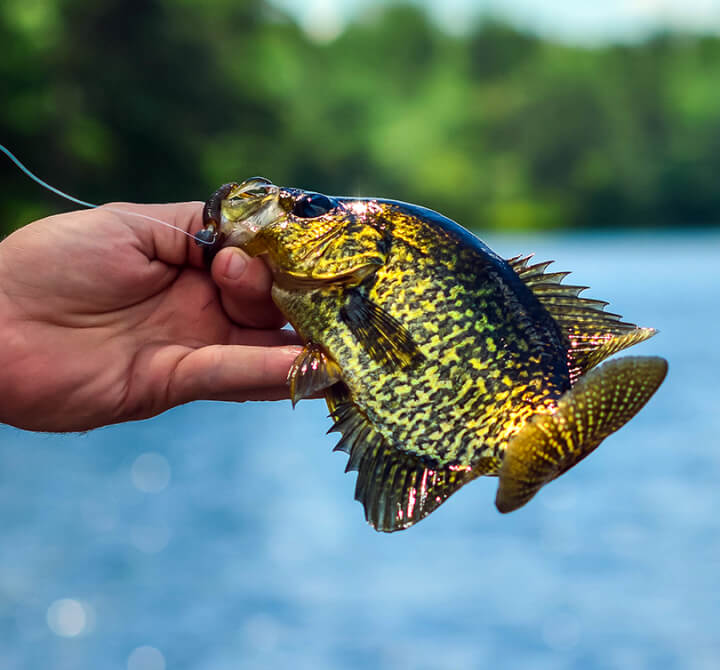 Best Crappie Baits & Lures to Catch Your Next Slab Academy