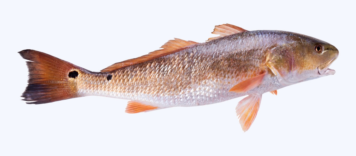 Best Redfish Lures & Baits for Your Next Red Drum Trip Academy