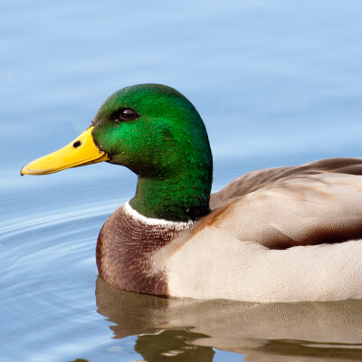 The Beginners Guide To Duck Hunting Academy