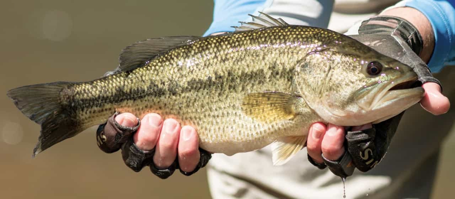 Best Bass Lures & Baits To Catch Hawgs in Every Season Academy