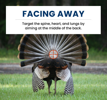 where to shoot a turkey with a bow and arrow