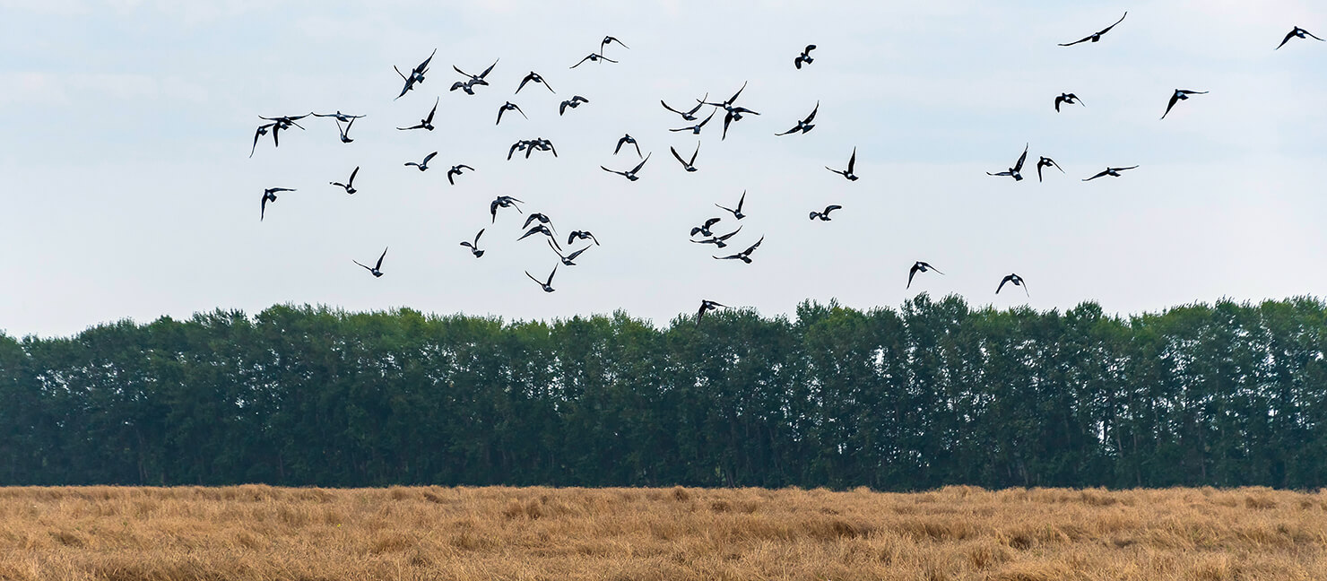 Dove Hunting Tips: How to Find, Attract, & Shoot Doves | Academy