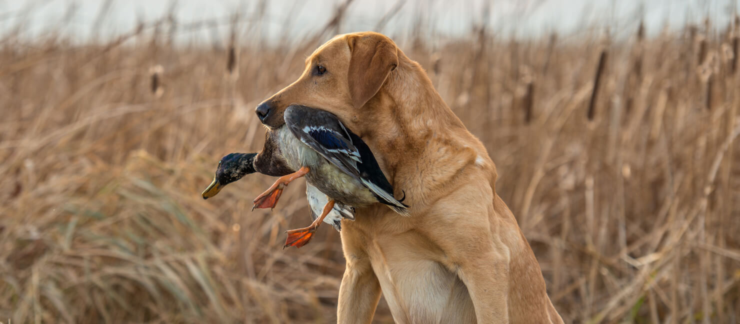 The Beginners Guide to Duck Hunting | Academy