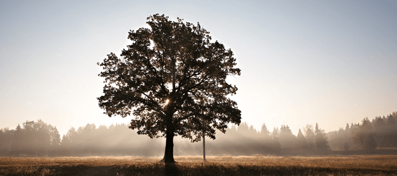 Branching out: resetting our screen time addiction with nature