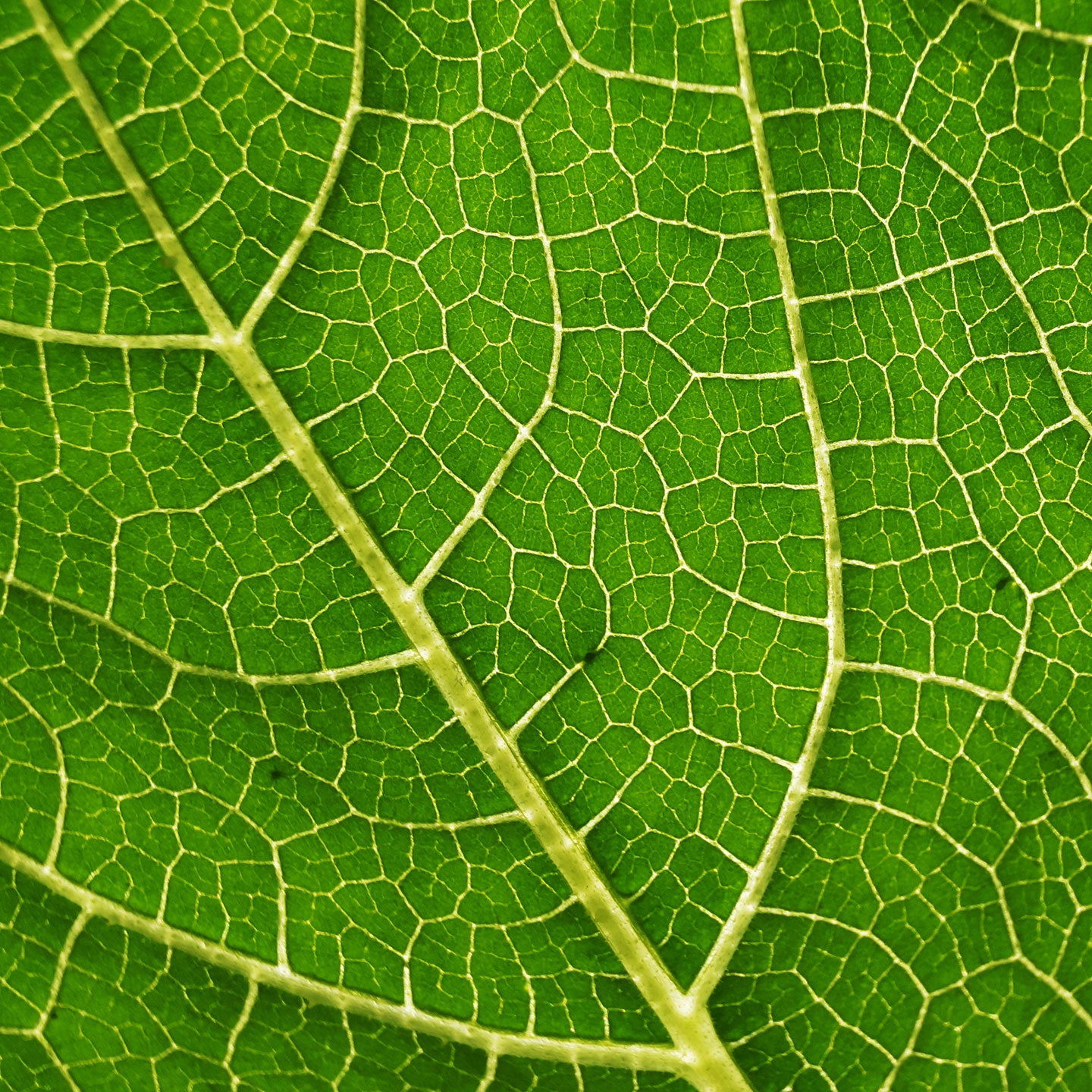 Plantwell leaf texture