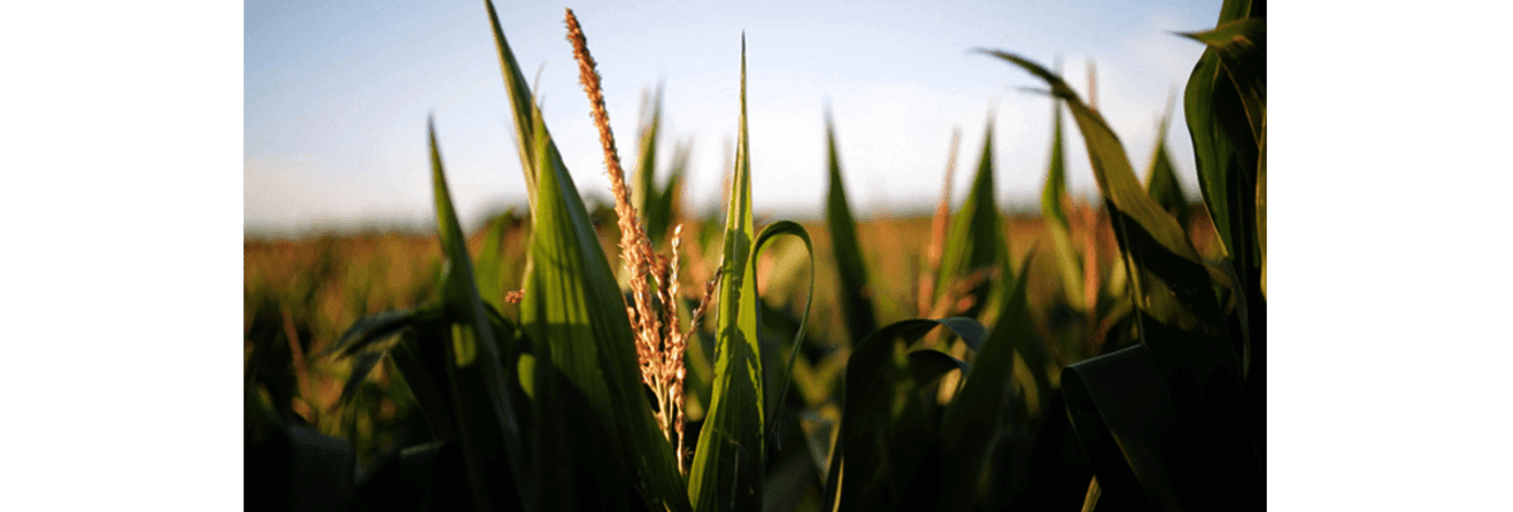 Corn from Gisborne, New Zealand