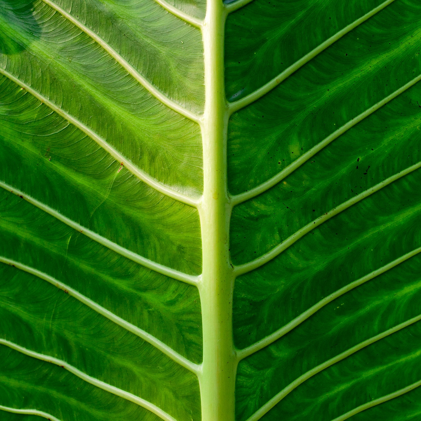 Plantwell Leaf Texture